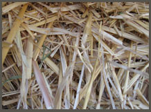 Sudan Straw